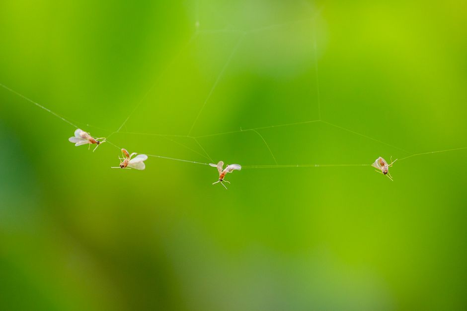 9-pack disposable hanging fly traps on Amazon