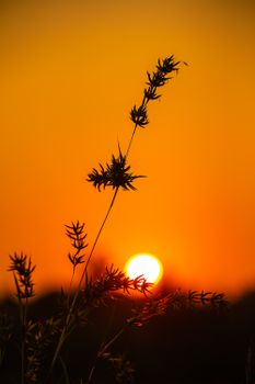Peaceful sunset with grass silhouettes and vivid orange sky, capturing nature's tranquility.
