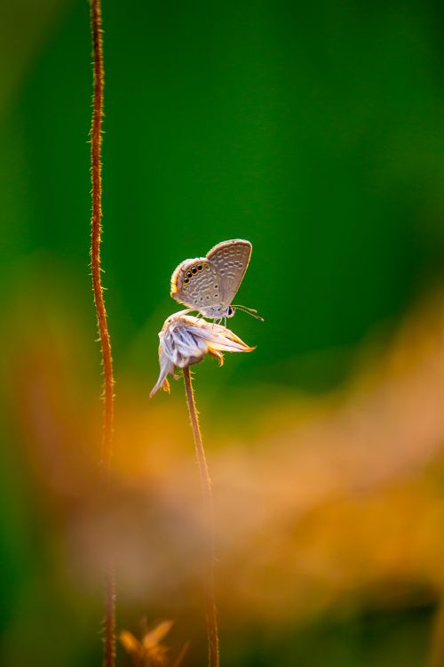 Free A delicate butterfly perched on a flower against a vibrant green background, illustrating nature's beauty. Stock Photo