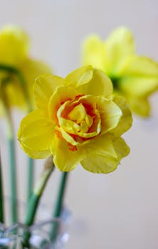 Bright yellow daffodil flower in bloom, captured in a close-up shot indoors.
