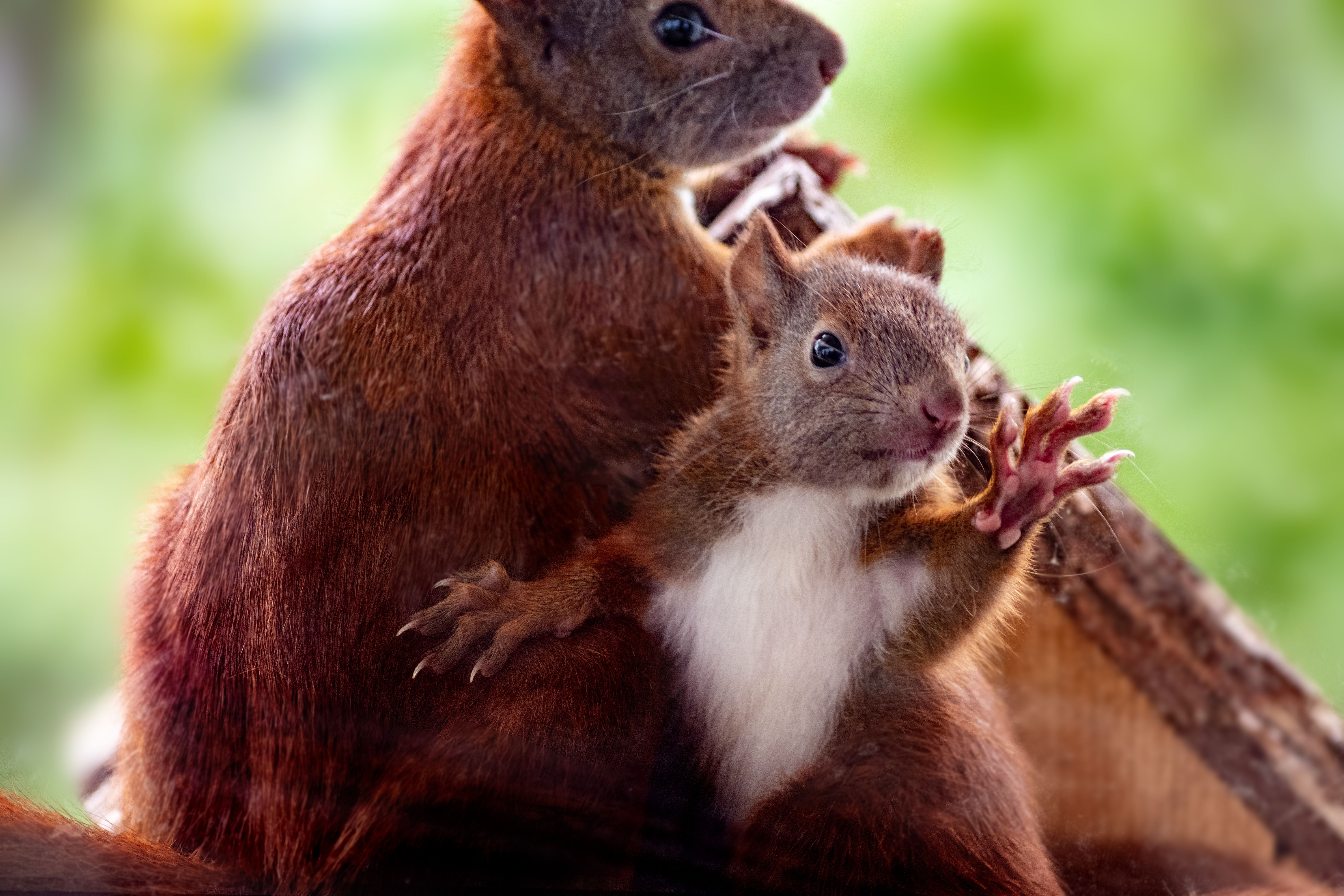 squirrels have emotions