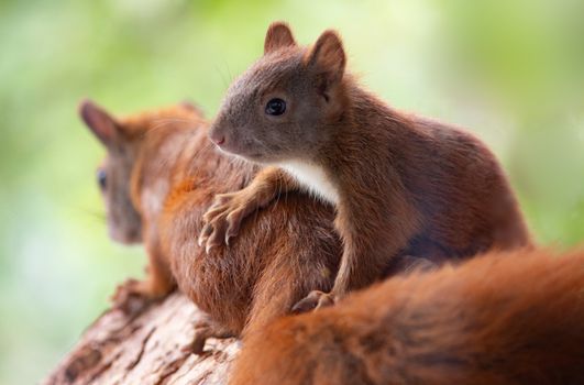 Adorable close-up of two red squirrels on a tree branch in a natural setting.