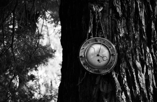 Free A black and white photo of an old clock on a tree in a forest setting. Stock Photo