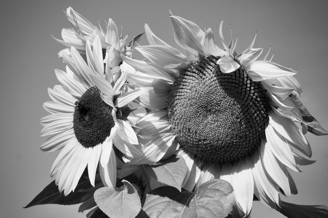 Black and White Sunflowers Against a Clear Sky · Free Stock Photo