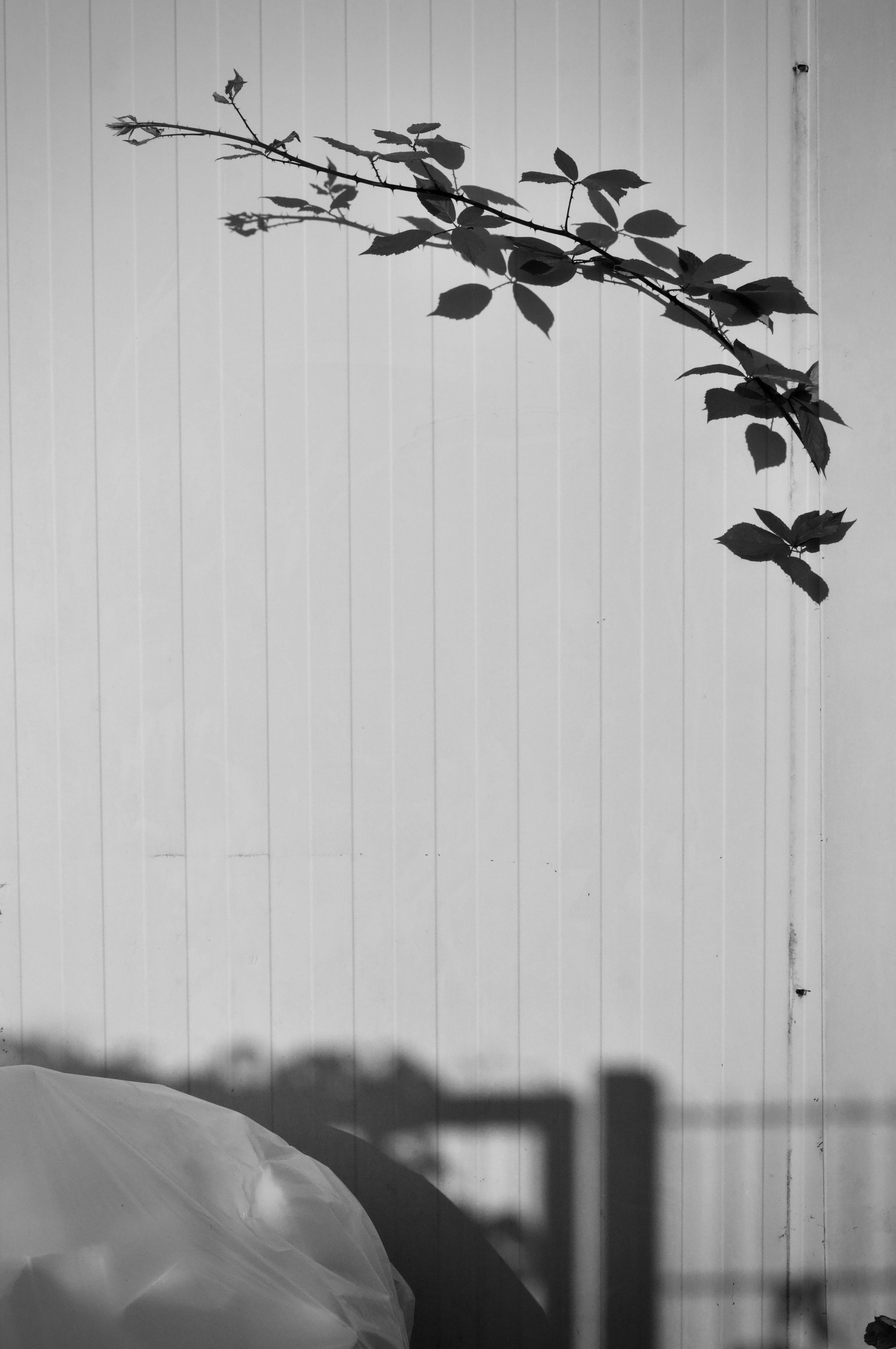 Gratis Sombra artística de una rama de planta sobre una pared blanca texturizada. Foto de stock