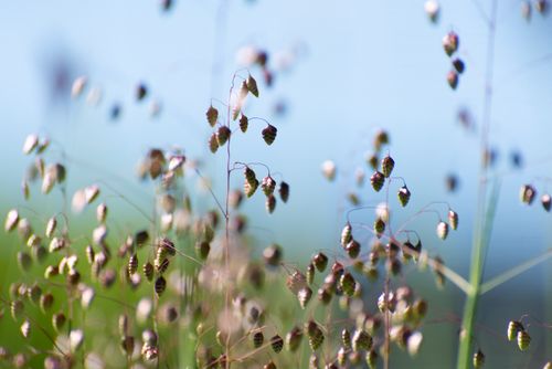 Free A serene image of quaking grass gently swaying in a sunlit meadow, capturing nature's tranquility. Stock Photo