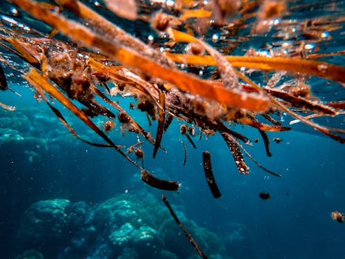 Close-up Photo of Brown Seaweeds