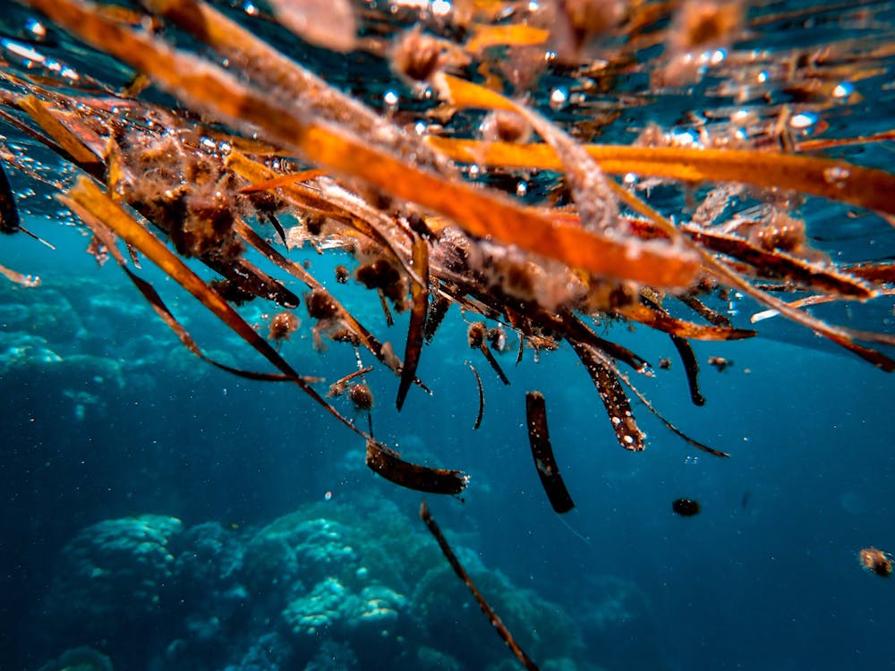 Free Close-up Photo of Brown Seaweeds Stock Photo