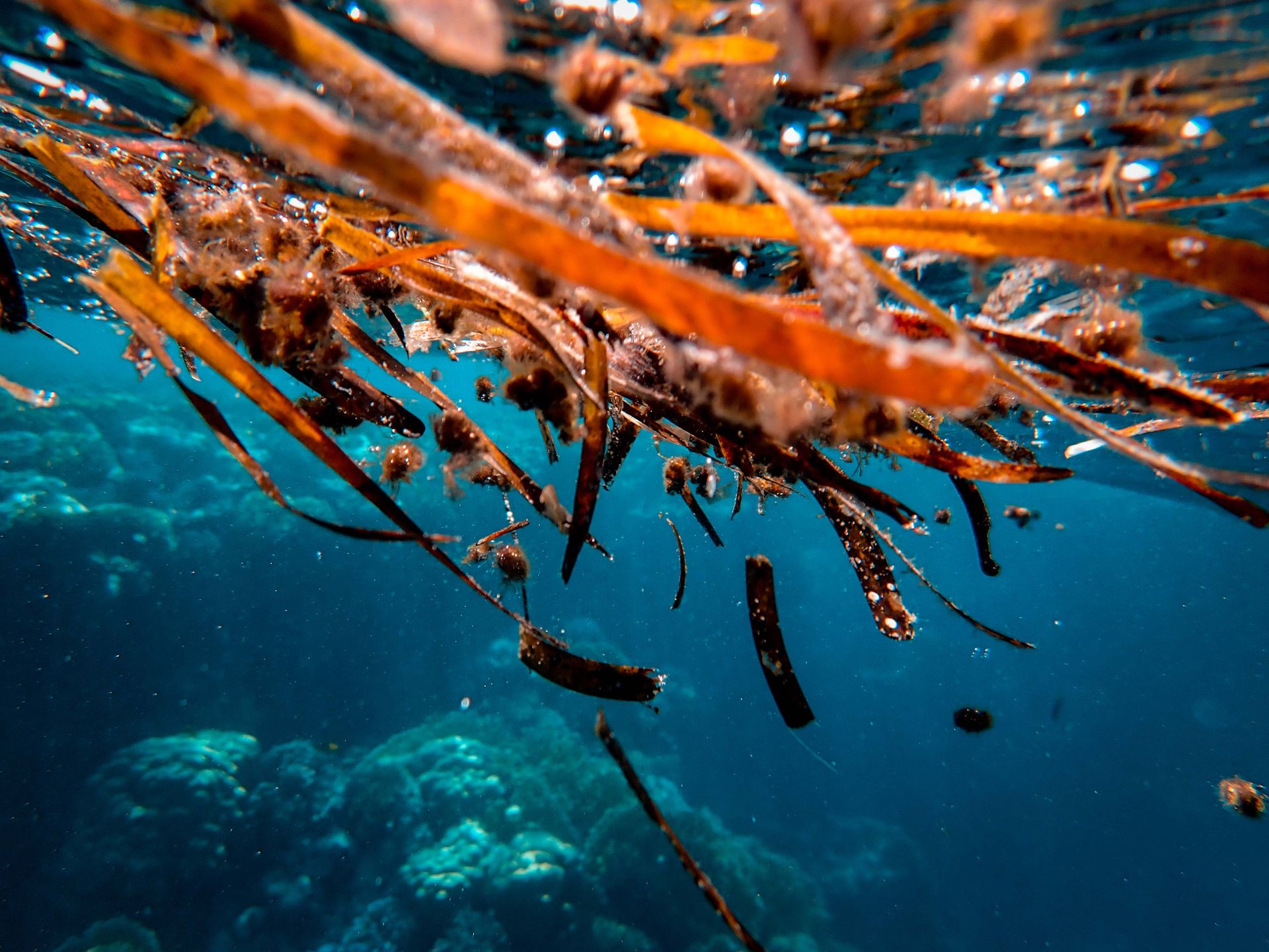 Colorful underwater view of seaweeds and marine life in a tropical ocean