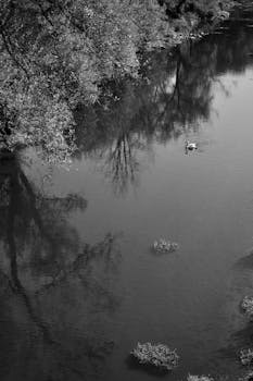 Peaceful river landscape in black and white with a lone swan.