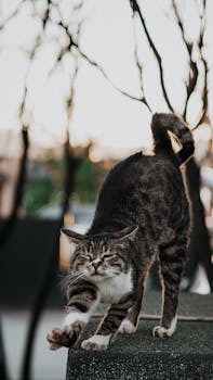 A playful tabby cat stretching on a wall against a serene outdoor backdrop.