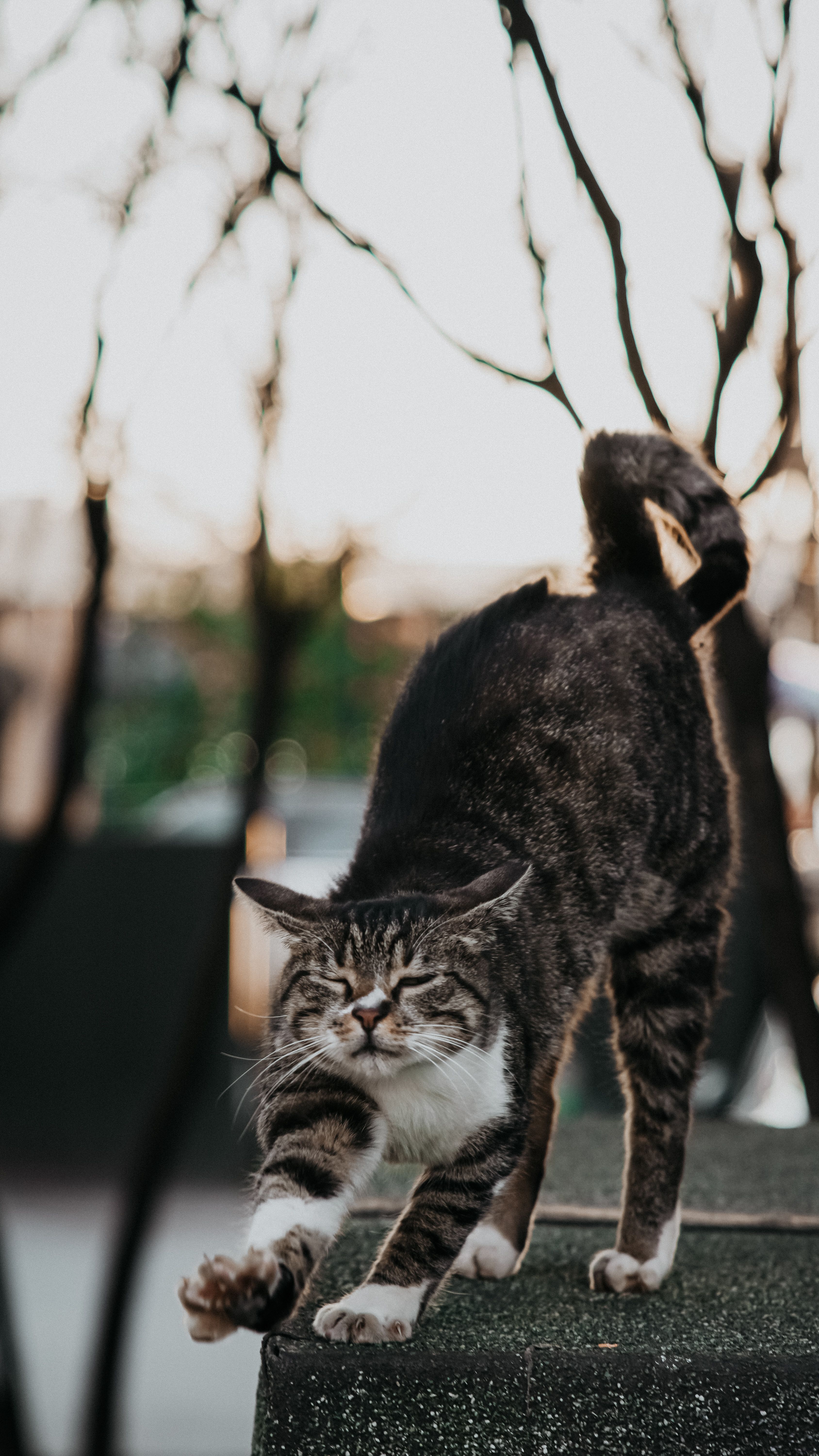Gratis Un gatto soriano giocoso che si stiracchia su un muro, sullo sfondo di un sereno paesaggio esterno. Foto a disposizione