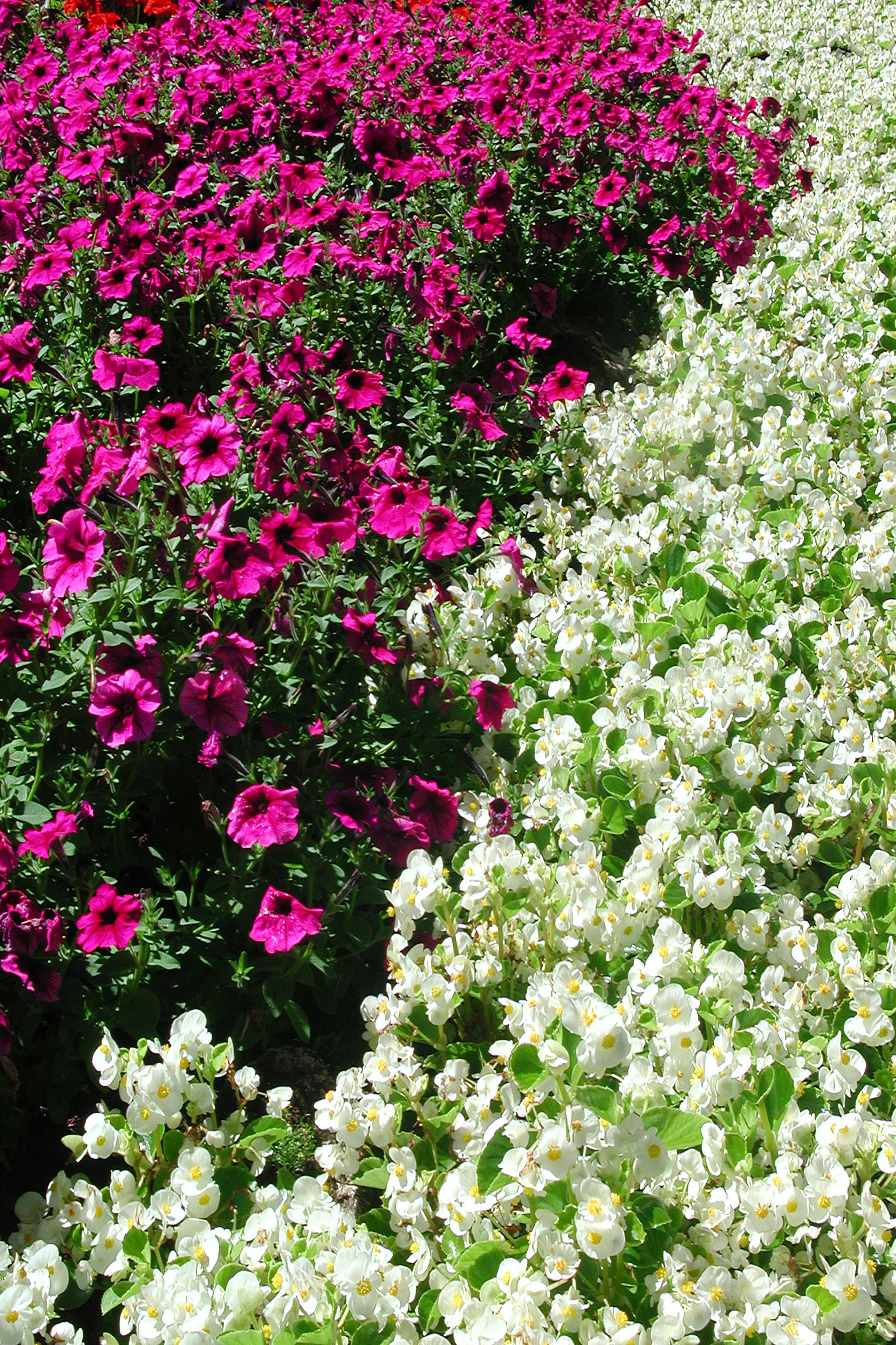 [ColoSach]-a-colorful-contrast-of-vibrant-magenta-petunias-and-delicate-white-flowers-in-a-garden-setting.
