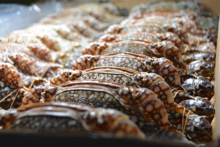 Close-up Photograph Of Fresh Crab