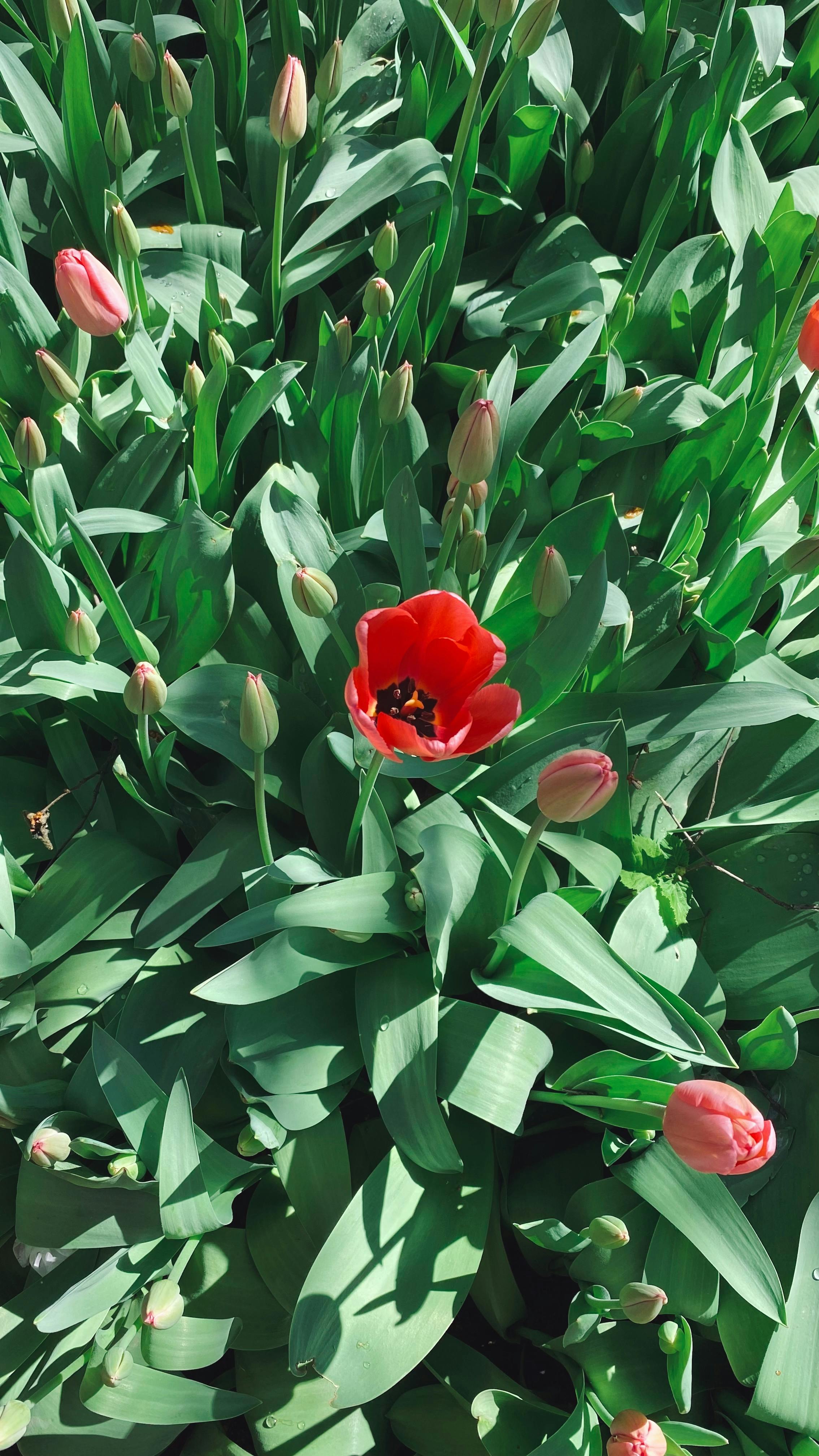 無料 イスタンブールの晴れた春の日に、緑の葉に囲まれた鮮やかな赤いチューリップが満開に咲いています。 写真素材