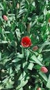 Bright Red Tulips in Spring Bloom