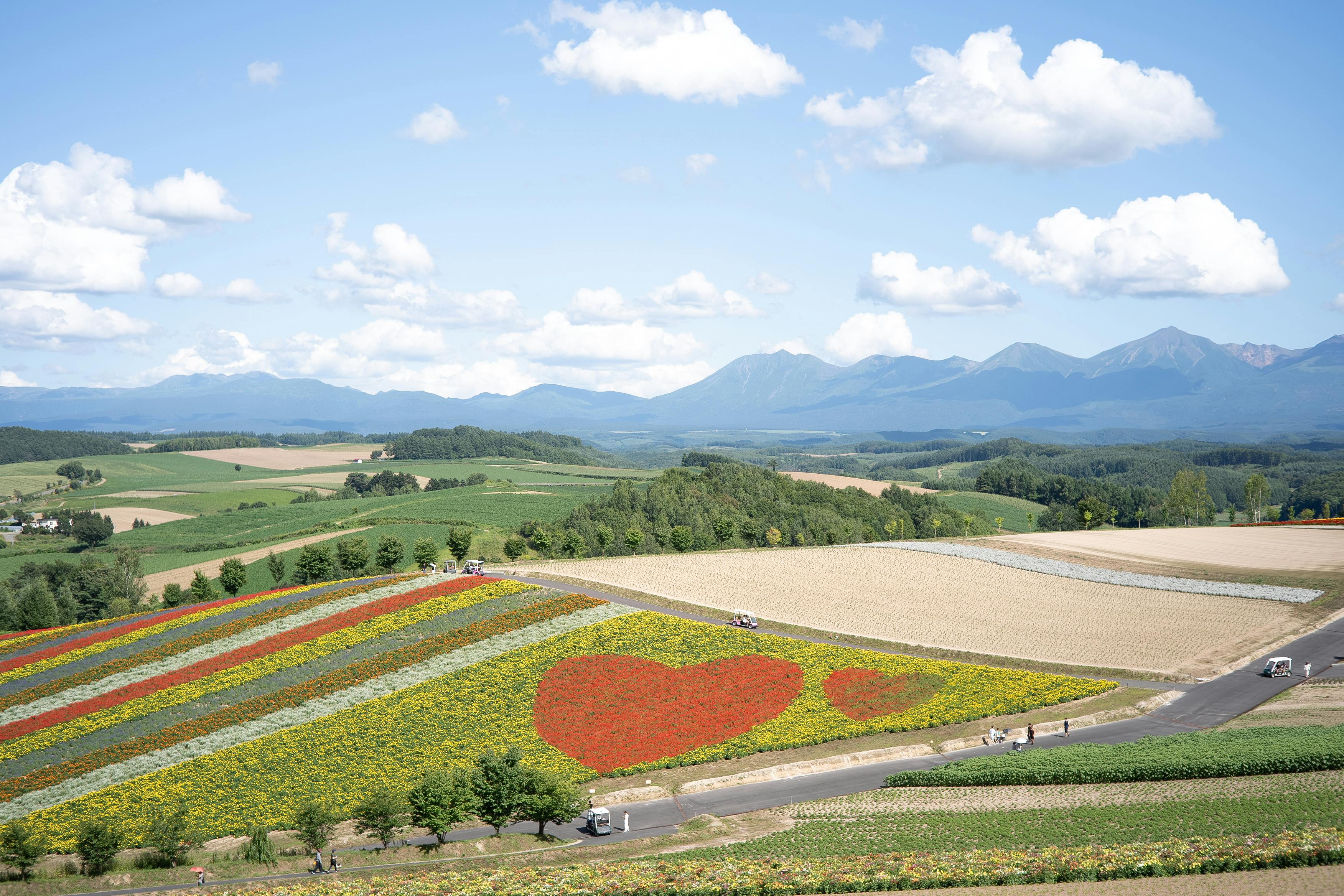 Vast purple lavender fields stretching toward the Tokachi mountain range under bright blue summer sky in Furano