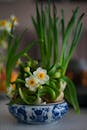 Elegant Narcissus Flowers in Ornate Pot