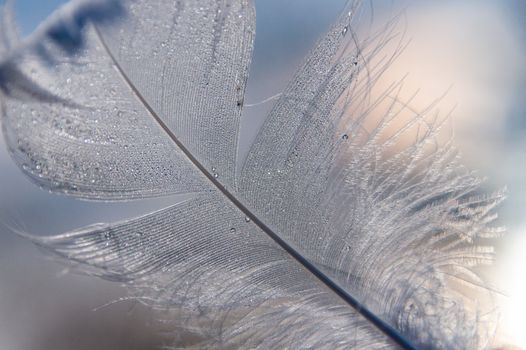 Delicate feather adorned with morning dew droplets, captured in soft light.
