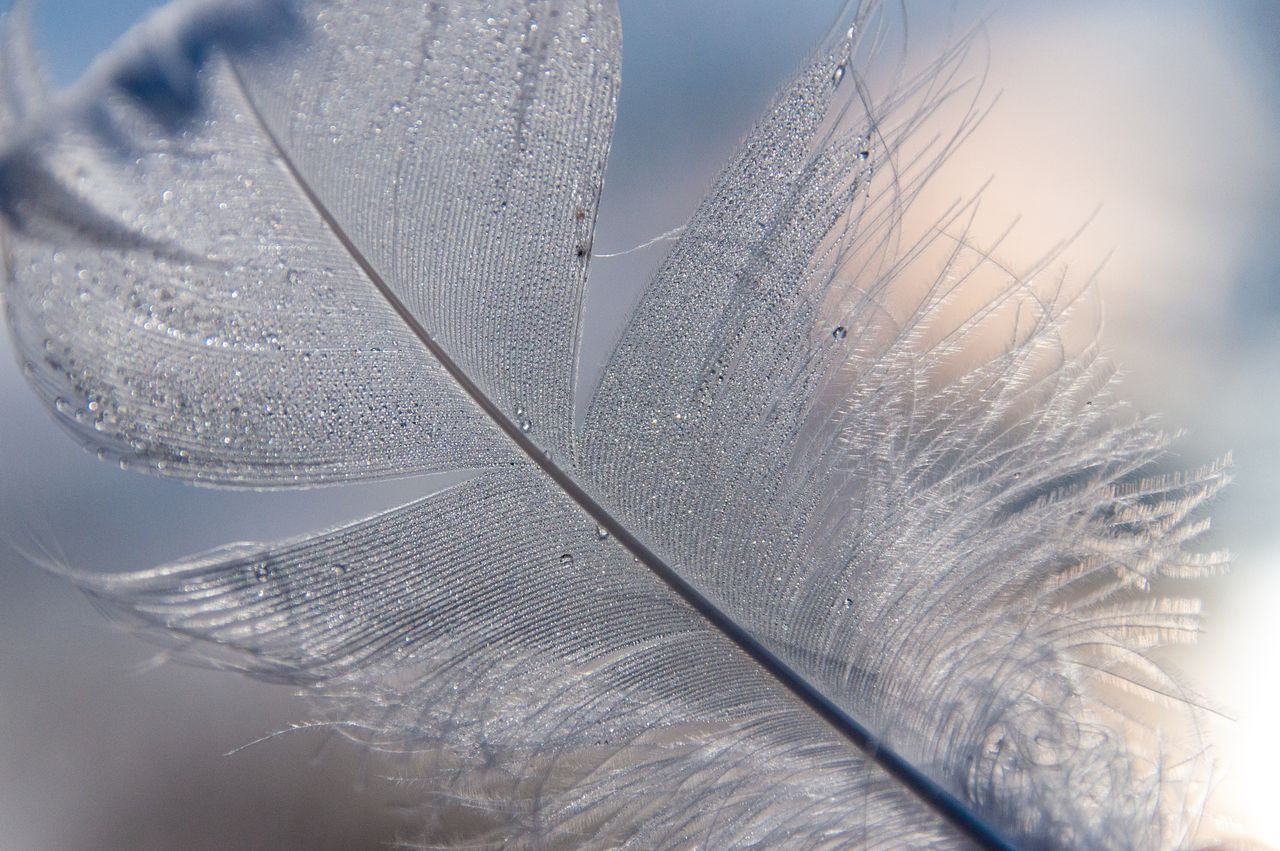 delicate feather adorned with morning dew droplets captured in soft li