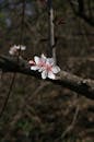 Close-up of Cherry Blossom on Tree Branch
