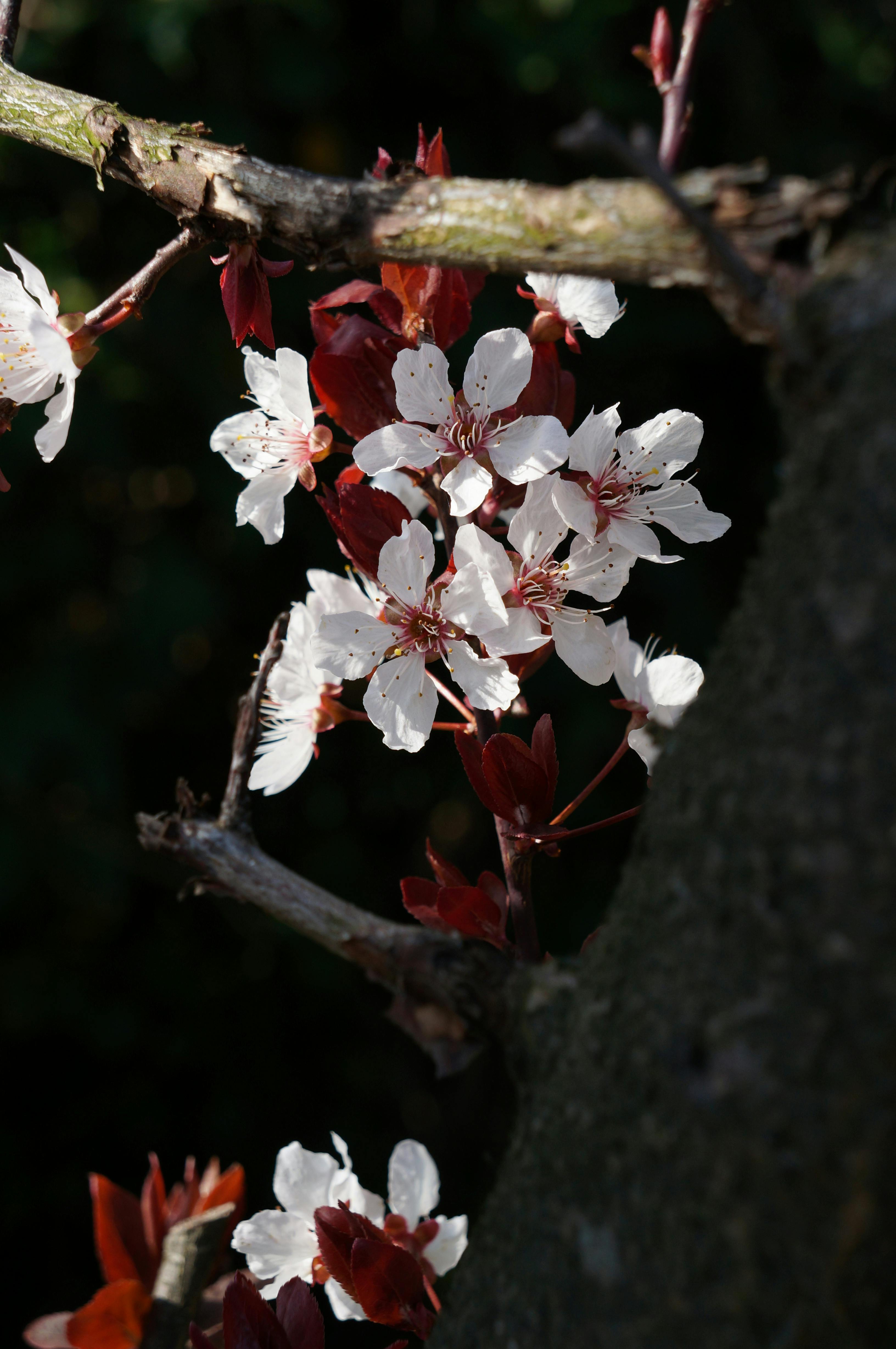 Free Close-up of cherry blossoms on a tree branch, set against a dark background, highlighting their delicate beauty. Stock Photo