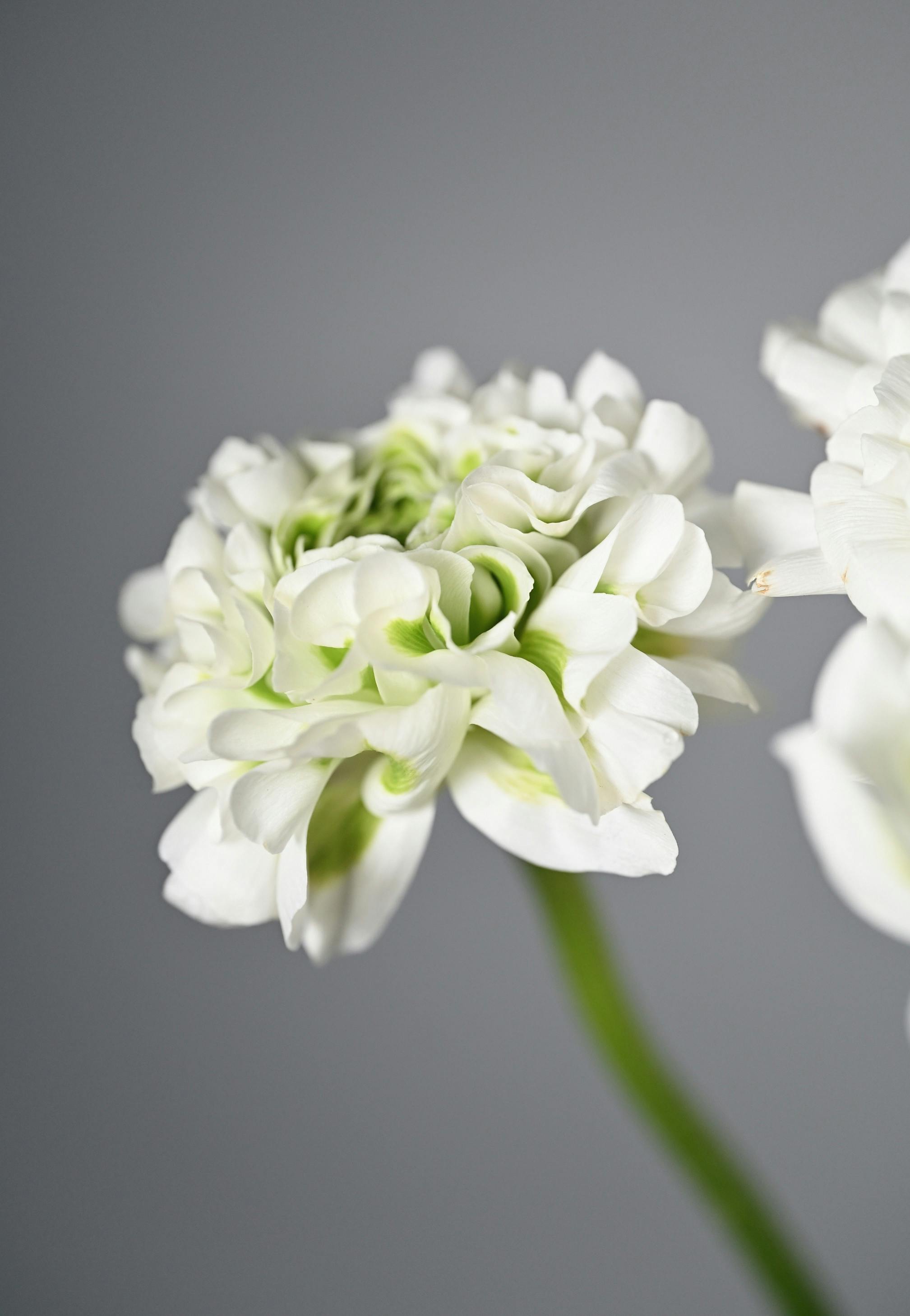 Free White flowering plant with soft petals against a neutral gray backdrop, offering elegant simplicity. Stock Photo