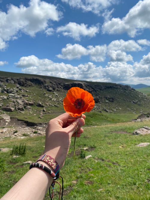 Free A hand holds a bright orange poppy against a scenic mountain backdrop under a blue sky. Stock Photo