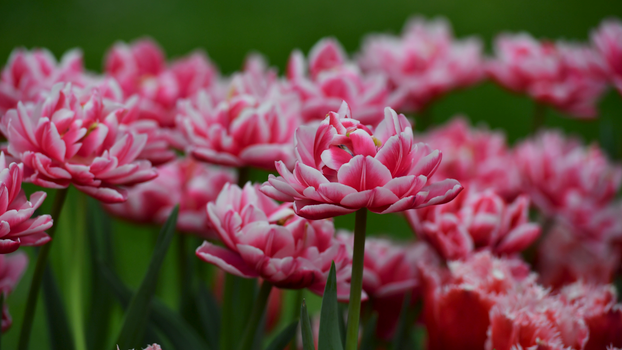 Lush display of vibrant pink tulips in a garden setting, signifying spring.