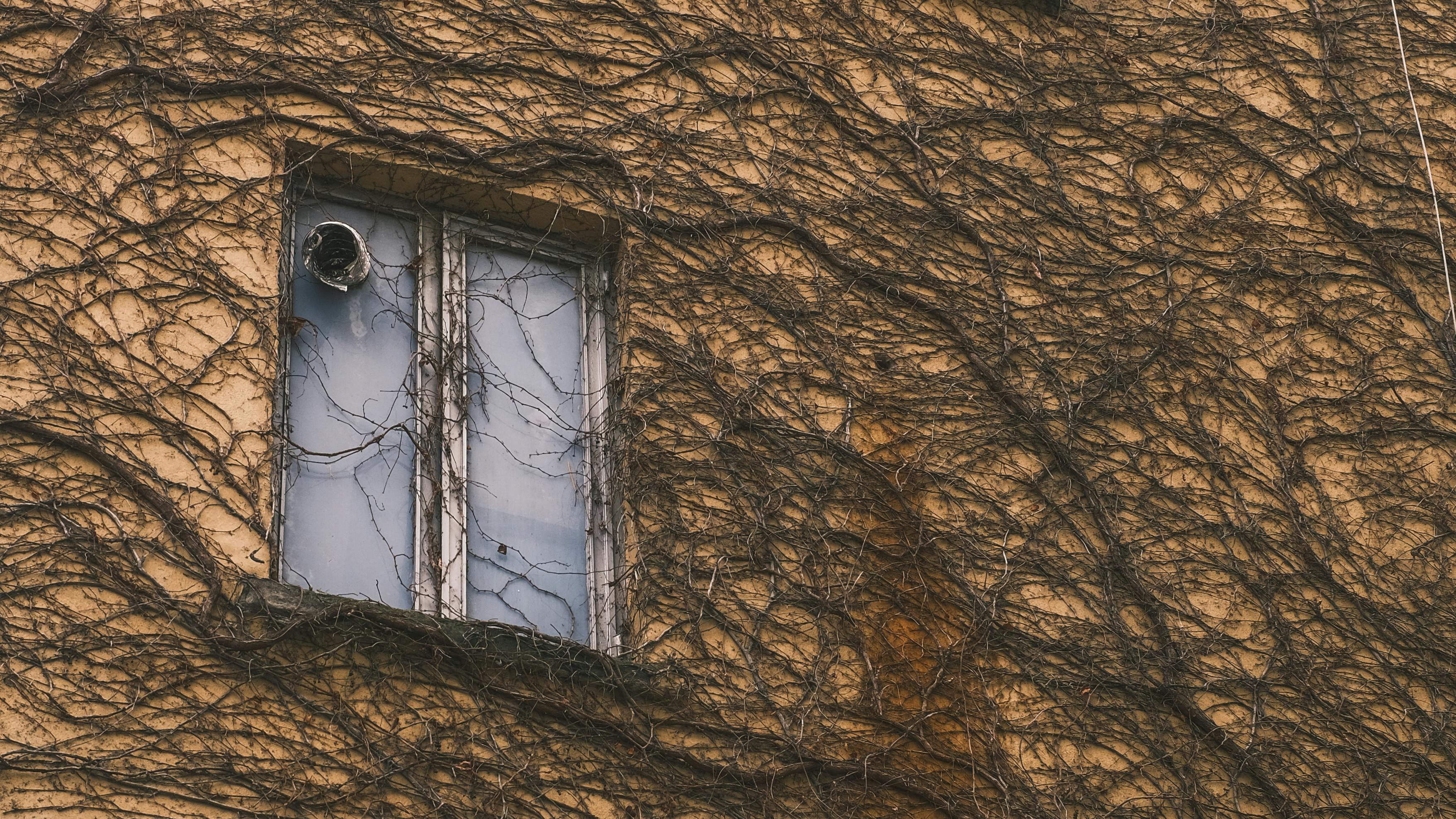 無料 古い建物の壁にある、裸の蔓に囲まれた窓のクローズアップ。 写真素材