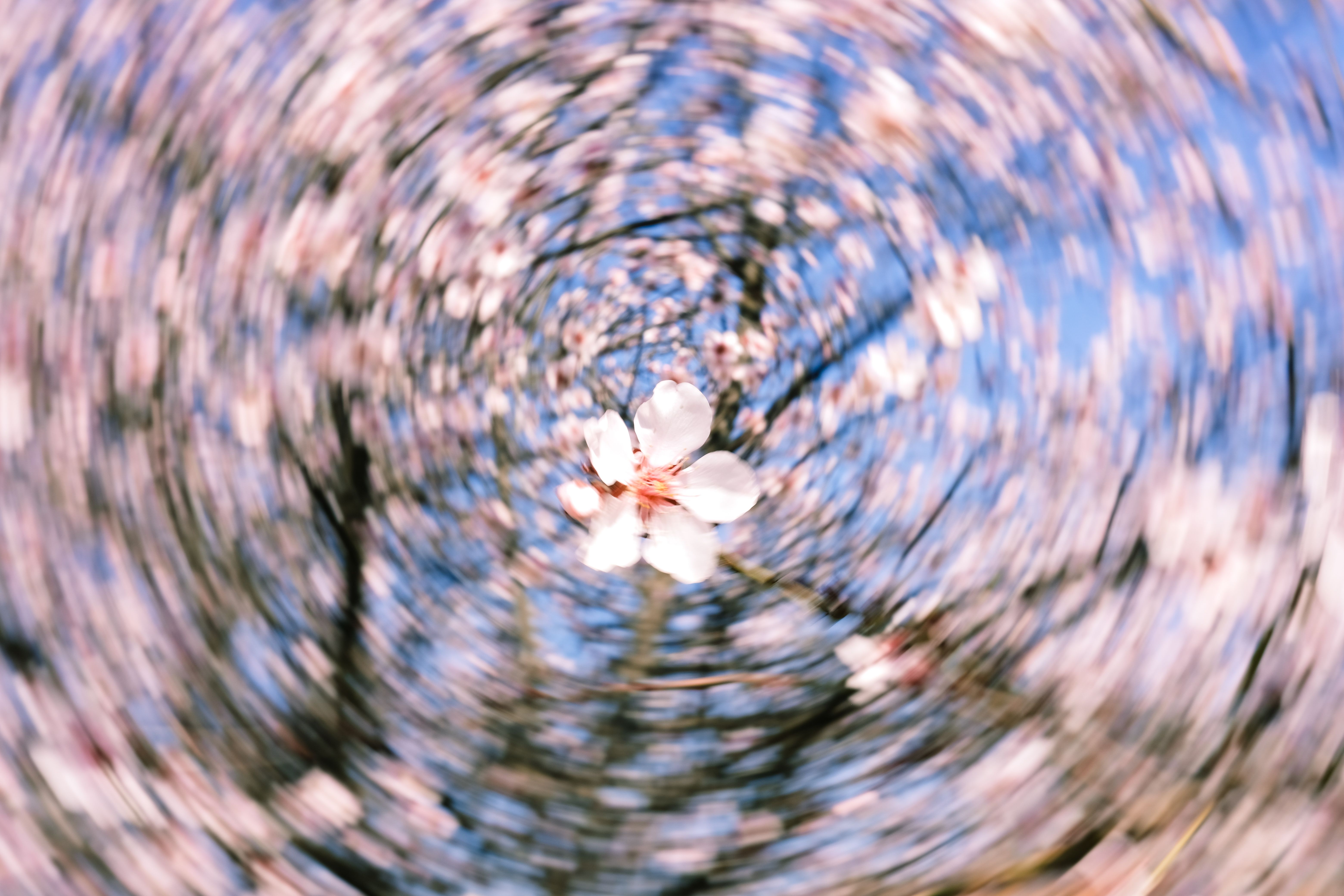 Artistic spiral photo of a cherry blossom highlighting spring beauty.