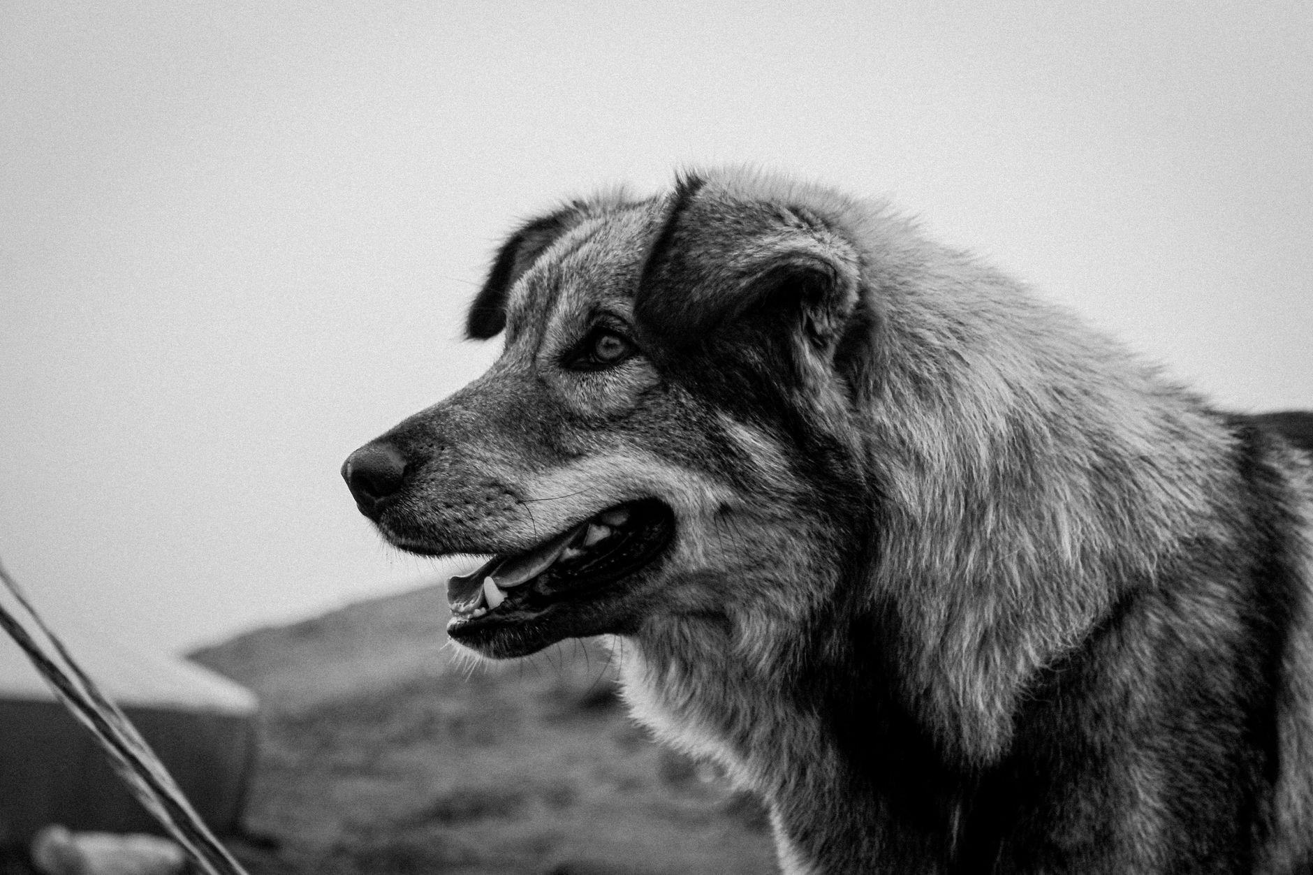 Veterinary care for a dog