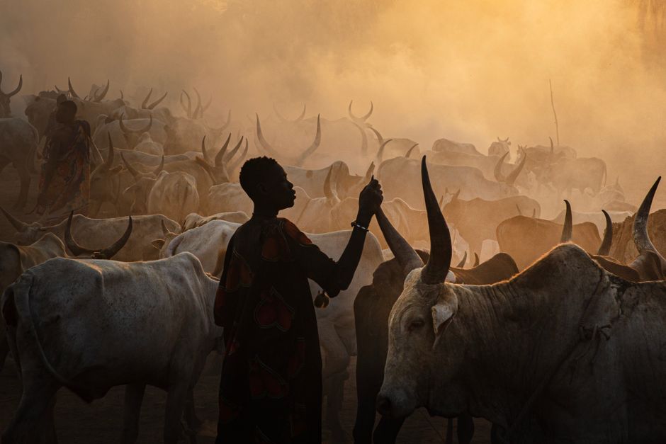 Silhouette of a person among cattle at dusk, creating a dramatic scene with dust and light.