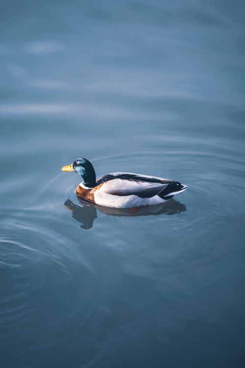 Free Mallard duck swimming peacefully on calm water, showcasing natural beauty and tranquility. Stock Photo