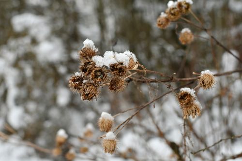 Free Close-up of snow-covered dried thistle in a winter landscape, natural beauty. Stock Photo