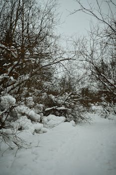 Scenic snowy forest pathway surrounded by bare trees in winter.