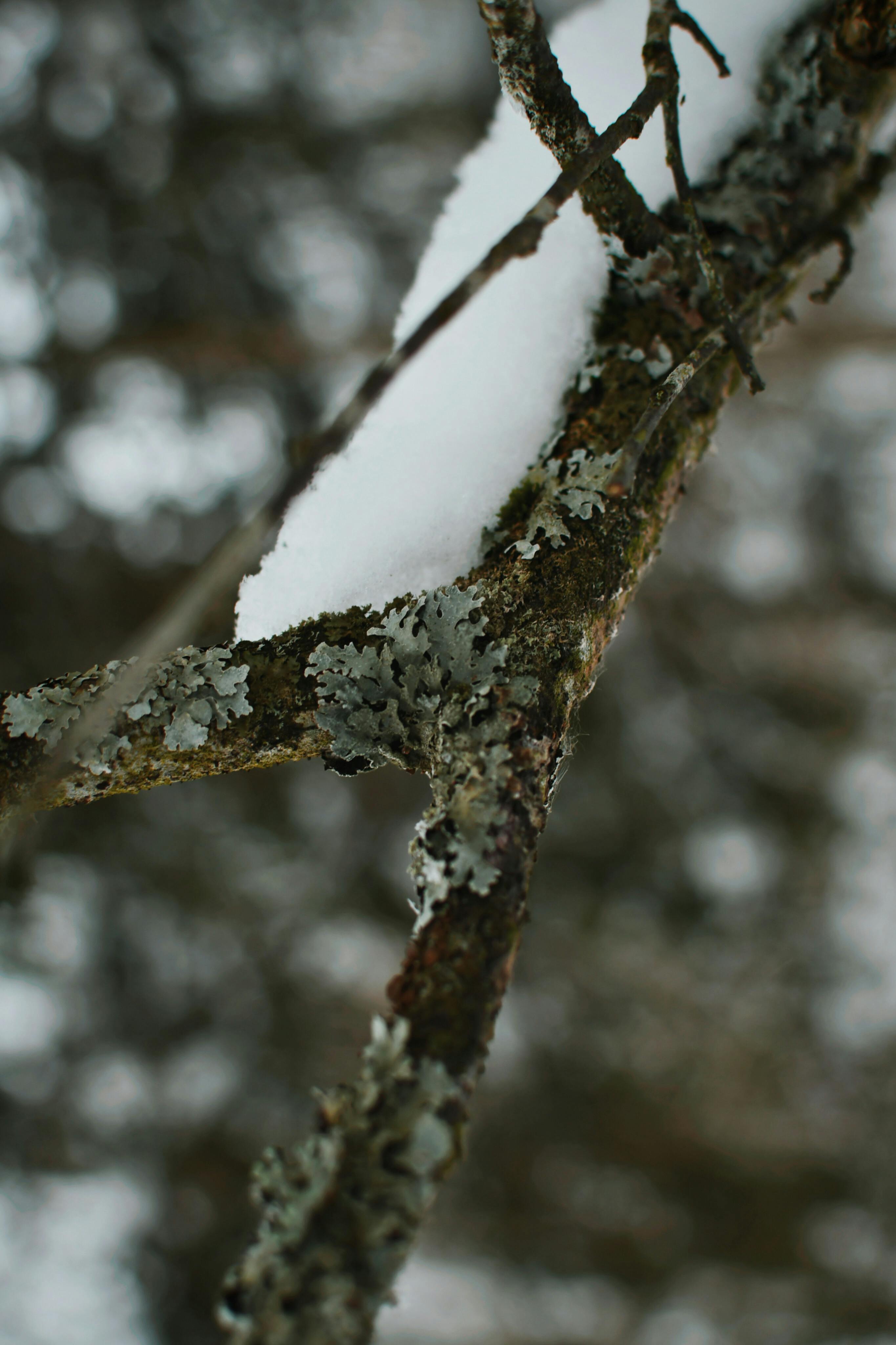 Free Close-up of a snow-covered branch with lichen, showcasing nature's beauty in winter. Stock Photo