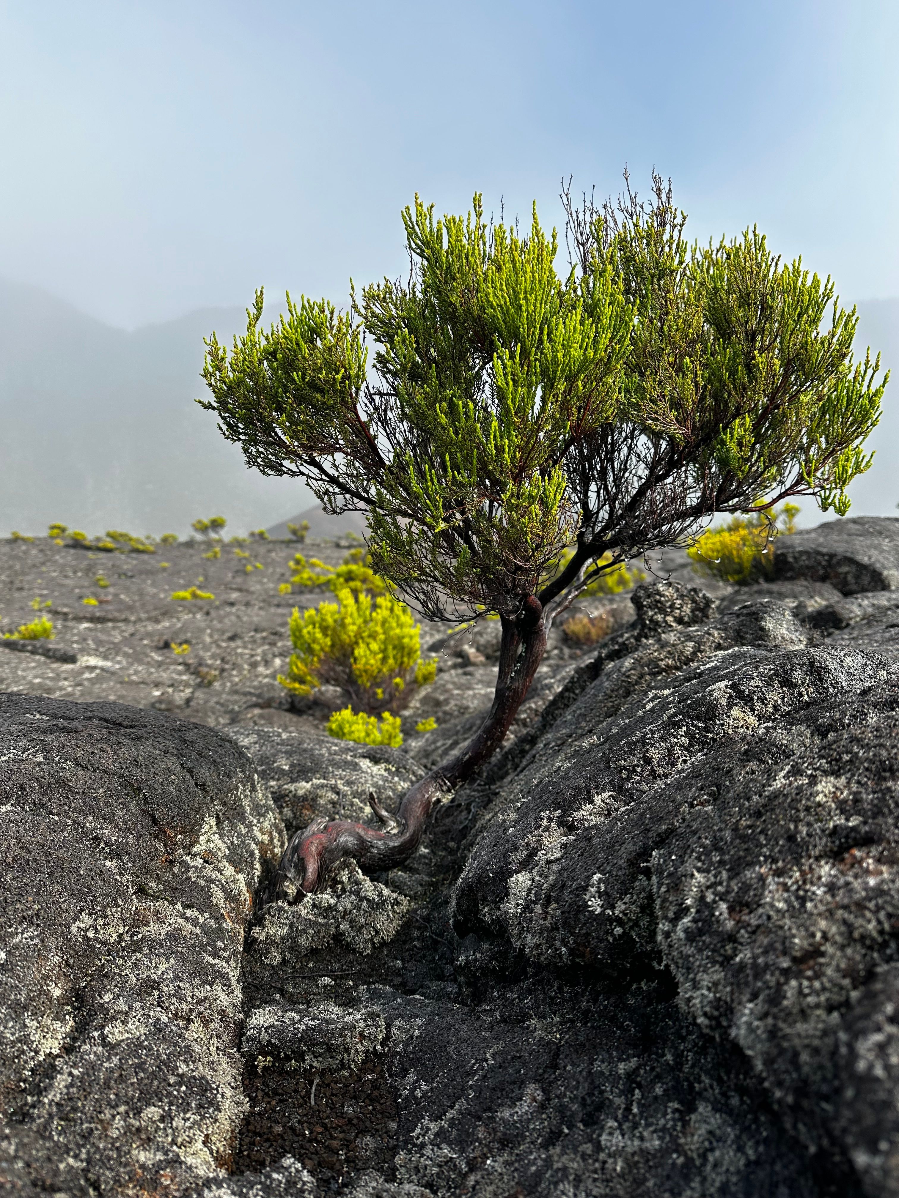 Resilient Tree Growing Amidst Volcanic Terrain · Free Stock Photo