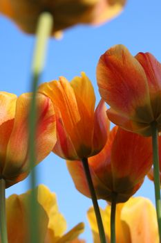Close-up of vibrant orange and yellow tulips reaching towards a clear blue sky.