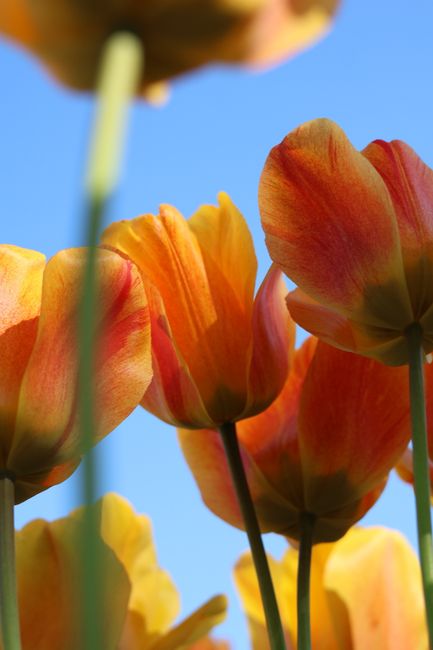 Close-up of vibrant orange and yellow tulips reaching towards a clear blue sky.