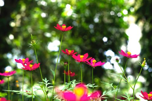 Free Bright pink cosmos flowers blooming in a lush, sunlit garden in Bayugan, Philippines. Stock Photo