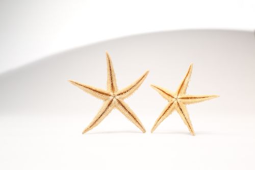 Free Close-up of two starfish set against a clean white backdrop, showcasing minimalism and marine life. Stock Photo