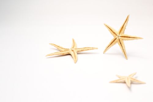 Free Three starfish elegantly displayed on a white background, showcasing minimalist nature art. Stock Photo