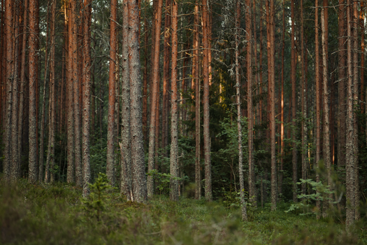 Tranquil view of tall pine trees in a dense forest, capturing nature's beauty.