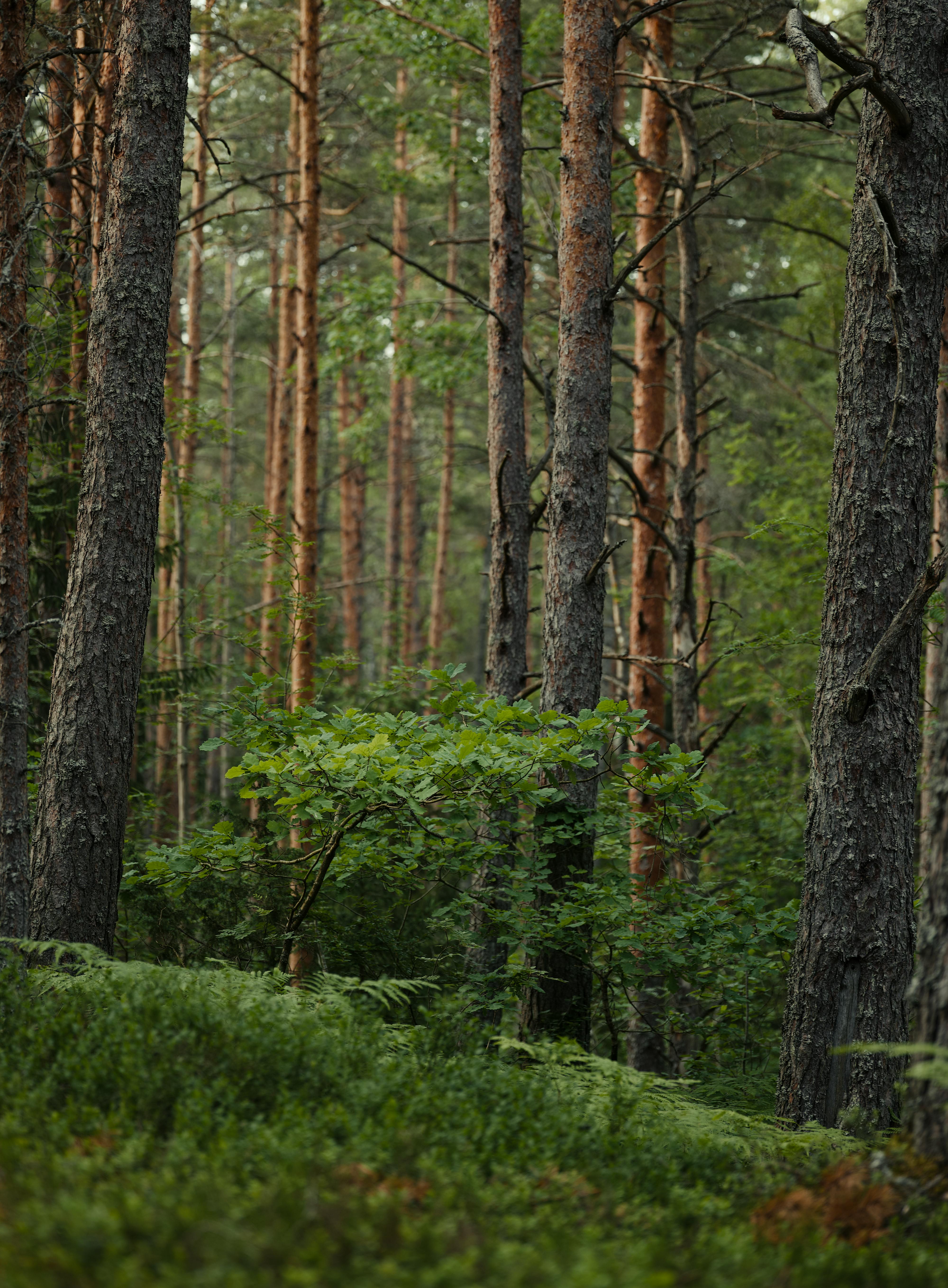 бесплатная Спокойный вид на пышный зеленый лес с высокими соснами. Стоковое фото
