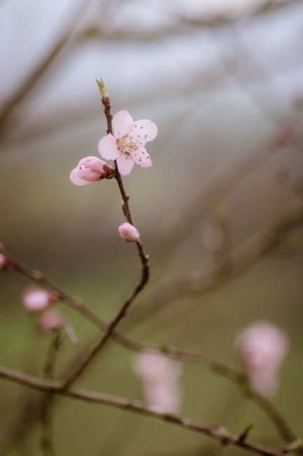 Fotomural Delicada flor de durazno rosa en una rama, señalando la llegada de la primavera en Italia.