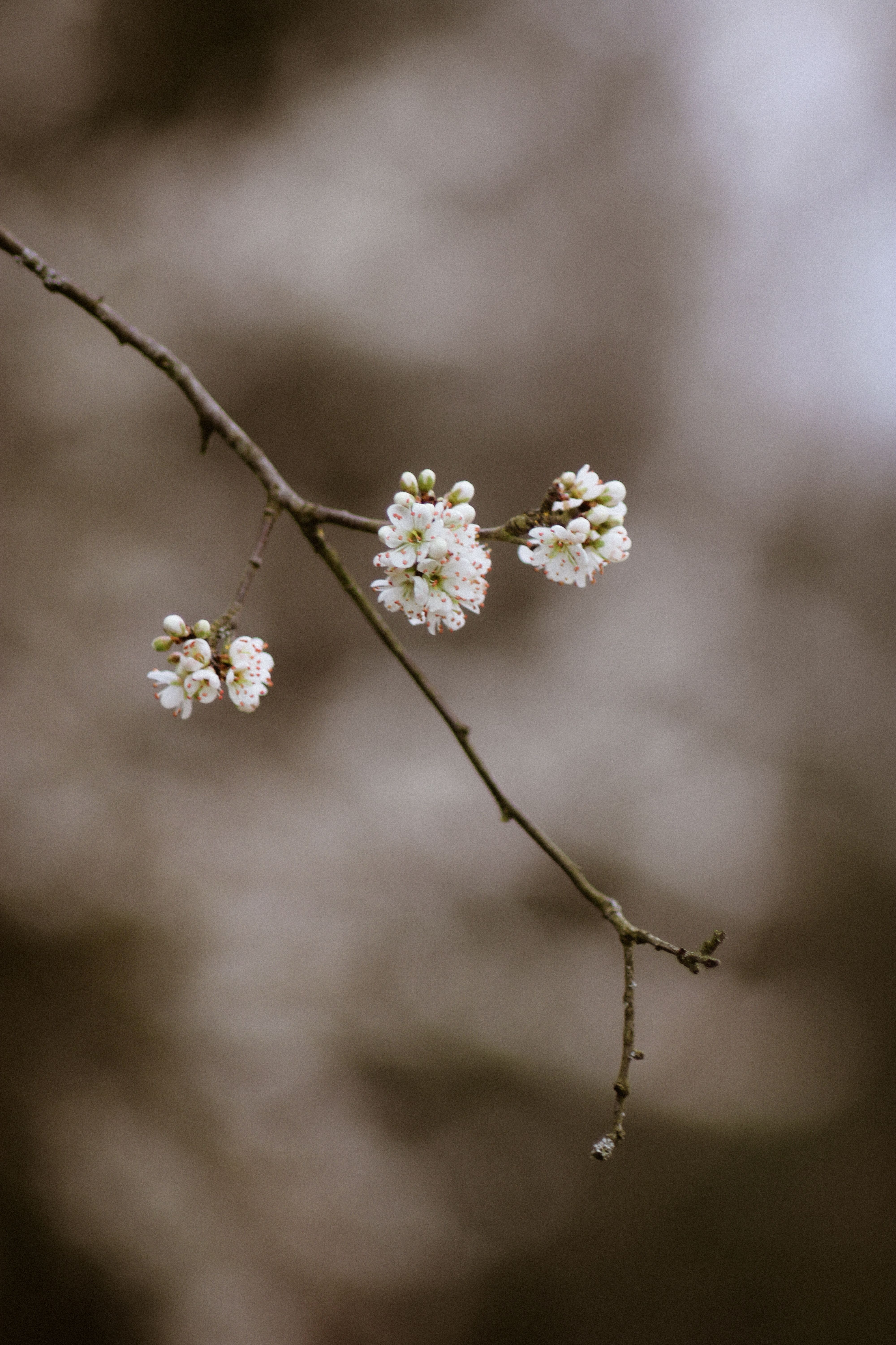 Gratis Nærbilde av delikate kirsebærblomster på en bar gren mot en uskarp bakgrunn, som fanger vårens ro. Arkivbilde