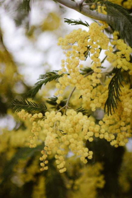Close-up of vibrant yellow mimosa flowers symbolizing spring in Italy.