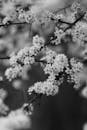 Elegant Black and White Cherry Blossom Close-Up