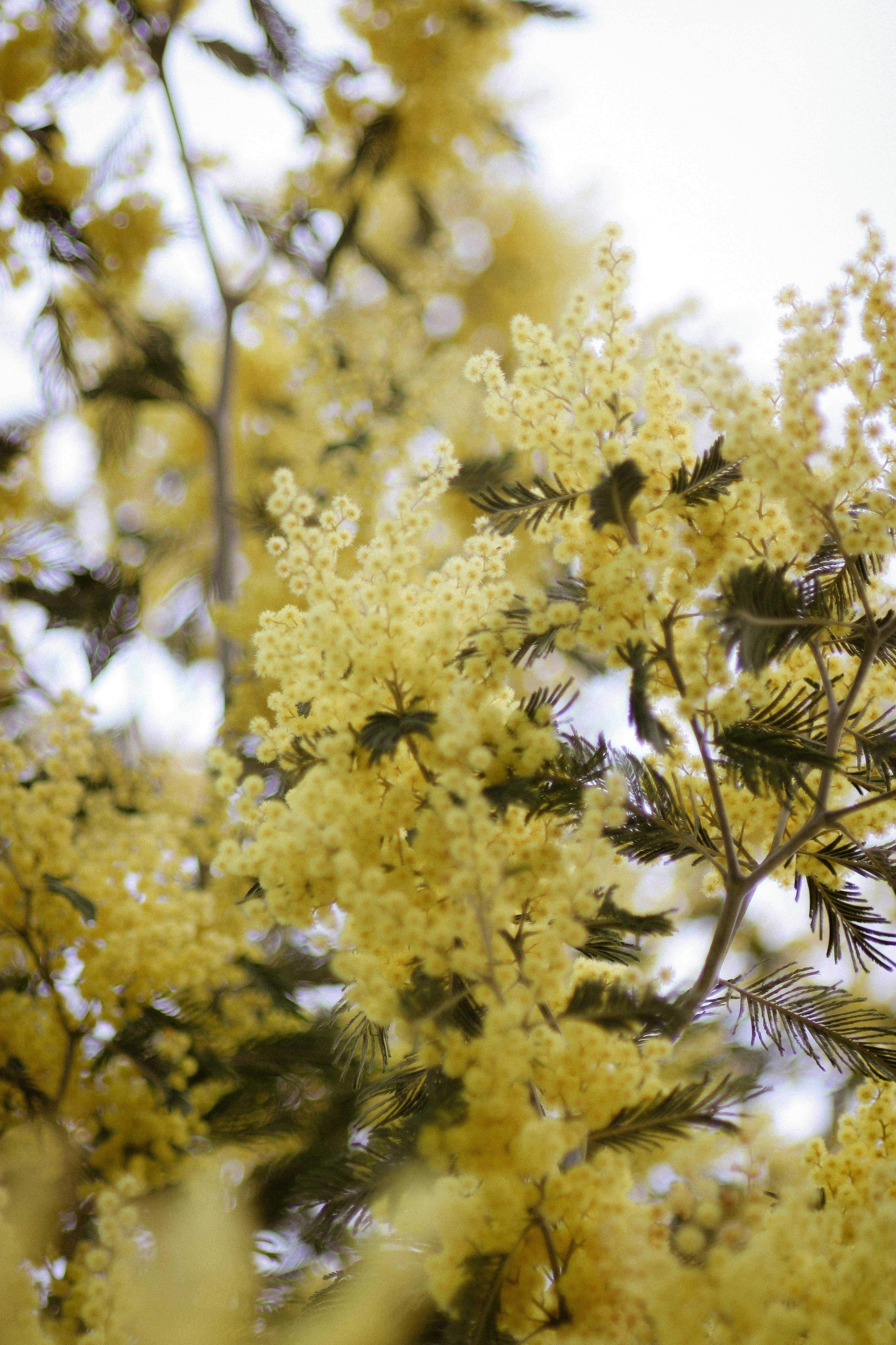 Close-up view of vibrant Acacia blossoms against a soft backdrop, epitomizing spring in Italy.